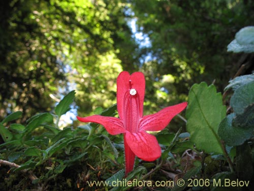 Image of Asteranthera ovata (Estrellita). Click to enlarge parts of image.